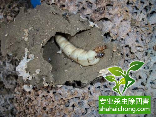 防治白蟻,白蟻防治方法 白蟻怎么治,怎么防治白蟻方法